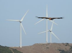 Griffon vulture, Alex Onrubia