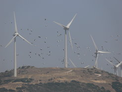 Storks, Alex Onrubia