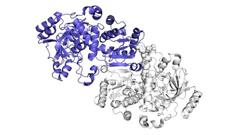 Two of the paired molecules (blue and white) within the ECR enzyme, which fixes carbon in soil microbes, in action. One member of each enzyme pair opens wide to catch a set of reaction ingredients (shown coming in from top and bottom) while the other closes over its captured ingredients and carries out the carbon-fixing reaction; then, they switch roles in a continual cycle.
