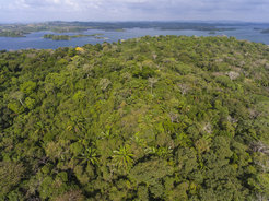 Patches of secondary forest that re-grow after agricultural use has been abandoned 70 to 100 years ago.