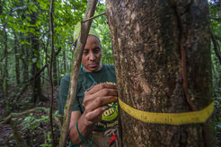Since 1982, more than 200,000 trees are measured every five years at Barro Colorado Island.