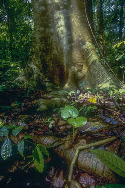 Trunk and seedling of a long-lived pioneer (Cavanillesia platanifolia). Giant long-lived pioneers store most of the biomass in this tropical forest, even though their seedlings only very rarely survive and make it to the canopy.