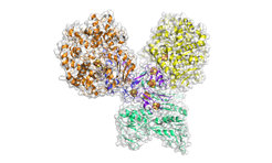 Model of the enzyme aldehyde ferredoxin oxidoreductase (AOR). AOR originates from the bacterium Aromatoleum aromaticum. As the central enzyme of the "AAA cycle", a synthetic enzyme cascade, the enzyme reduces an acid to an aldehyde. The energy released in the process is used to build ATP.