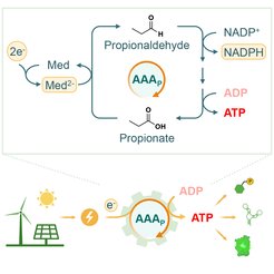 AAA cycle.