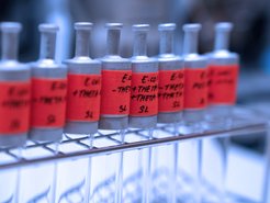 Escherichia coli-Bakterien mit Modulen eines künstlichen Stoffwechselyklusses wachsen in Kulturröhrchen.