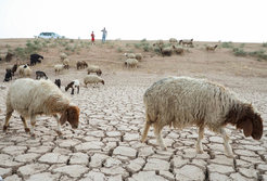 Laborious search for food: Sheep search for food along the River Khabour near the town of Tel Tamer in north-east Syria in August 2023. Syria and Iraq have been experiencing an exceptional drought since 2020. In future, artificial intelligence will help to predict the effects of extreme events such as exceptional drought.
