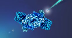 It has recently been shown that the biocatalyst iron nitrogenase not only fixes nitrogen, but also carbon dioxide. However, this nitrogenase form has so far been the least studied. Now two proteins have been identified that are crucial for the energy supply of the enzyme.