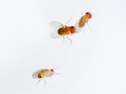 Ein Drosophila mauritiana- Männchen balzt ein Weibchen der Art Drosophila simulans an. Die Fliegen waren zuvor einer Ozonkonzentration ausgesetzt, wie sie in städtischen Gebieten an heißen Tagen häufig vorkommt. Ozon stört die Pheromonkommunikation von Insekten und hebt sogar die natürliche Paarungsgrenze zwischen Arten auf.
