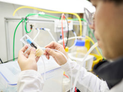 Nanji Jiang entnimmt Fliegen für die Experimente. Sie waren zuvor Ozon ausgesetzt, das durch den blauen Ausströmer in das Röhrchen geleitet worden war.