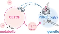 Cell-free system composed of interdependent metabolic (Cetch cycle, pink) and genetic (Pure, blue) levels that recursively interact with one another. Pure produces the missing enzymes for CO2 fixation (i.e. Epi and Ecm) by transcription and translation (TX-TL) of Epi and Ecm genes; Cetch utilizes such enzymes for synthesizing glycine from CO2, thus sustaining protein production. Enzyme abbreviations Epi, Ecm, and RNAP stand for methylmalonyl-/ethylmalonyl-CoA epimerase, ethylmalonyl-CoA mutase, and RNA polymerase respectively.