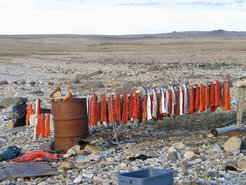 Arctic Char drying to make piffi near Uluhaktok, summer 2007. Locally harvested foods like Arctic char are critical for Inuit food security.