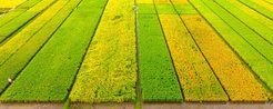 Rice fields at the International Rice Research Institute, where various rice lines are cultivated.