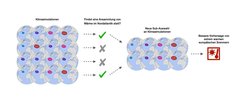 Infografik, die eine Reihe von Globen zeigt, auf denen ein Gebiet im Nordatlantik in verschiedenen Farben und Größen markiert ist; der Titel dieses Teils der Grafik lautet "Klimasimulationen". Der nächste Schritt sind zwei Häkchen und zwei Kreuze, überschrieben mit "Findet eine Ansammlung von Wärme im Nordatlantik statt?" Dann Pfeile zu einem kleineren Satz von Globen, Titel: "Neue Sub-Auswahl von Klimasimulationen". Der letzte Schritt im Diagramm ist ein Symbol mit einer Sonne und einem Thermometer, überschrieben mit "Bessere Vorhersage von extrem warmen europäischen Sommern"