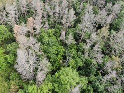 Climate change damages many species of trees, even some which were considered to be rather resilient against heat and drought like pine trees (here in a forest close to Jena).