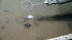 Sampling in the DISCOL area, an area 3000 kilometers off the coast of Peru. Some larger animals recover faster from disturbances of the ocean floor than microbes. However, especially organisms living attached to manganese nodules, such as this stalked sponge, might be very vulnerable.
