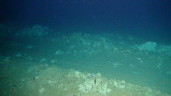 Plough tracks are still clearly visible on the seafloor of the DISCOL area 26 years after the disturbance.