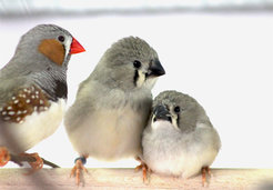 Urban traffic noise causes song learning deficits in young zebra finches that also suffer from a suppressed immune function due to the chronic stress.