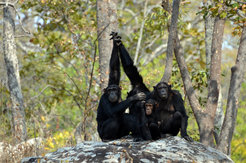 Chimpanzees and other African apes could lose up to 94 percent of their range in the next 30 years.