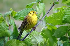 Yellowhammer: Once a widespread breeding bird of the agricultural landscape, the species' breeding population has declined by more than ten percent between 2015 and 2020 alone.